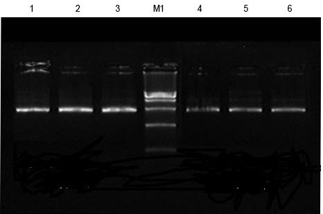 isolation lab report plasmid
